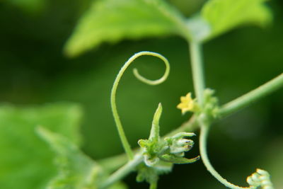 Close-up of plant tendril