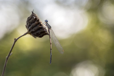 Close-up of insect on leaf