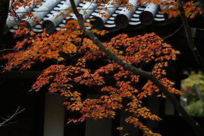 Low angle view of maple leaves on tree