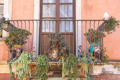 Potted plant against building