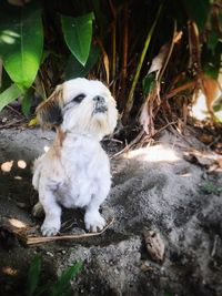 Close-up of dog sitting on rock