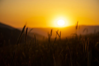 Scenic view of field against sky during sunset