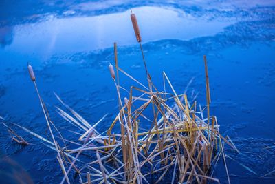 Close-up of frozen lake against blue sky