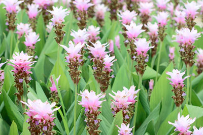 Close-up of pink flowering plants