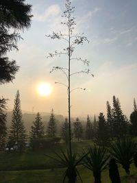 Silhouette trees against sky during sunset