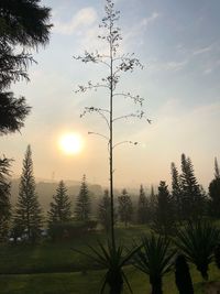 Silhouette trees against sky during sunset