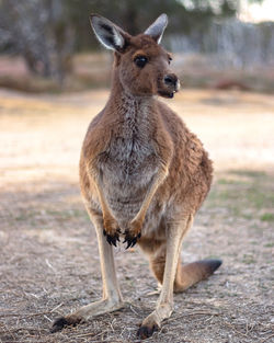 Deer standing on field