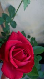 Close-up of pink rose