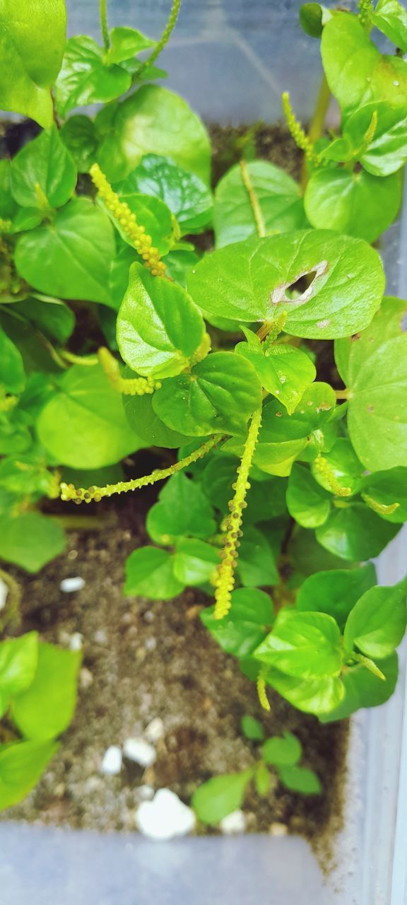 CLOSE-UP OF INSECT ON LEAF