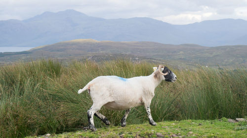 Sheep standing on field against mountains