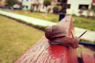 Close-up of snail