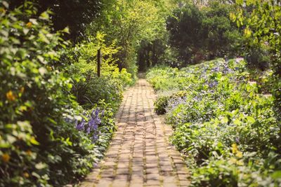 Footpath amidst plants and trees