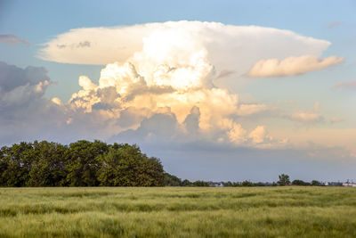 Scenic view of field against sky