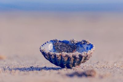 Close-up of crab on sand