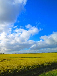 Scenic view of oilseed rape field against sky