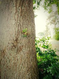 Close-up of tree trunk