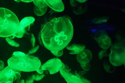 Close-up of jellyfish swimming in sea