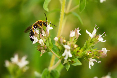 Close-up of bee pollinating on flower