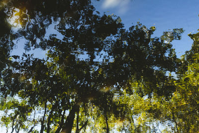 Low angle view of trees in forest against sky