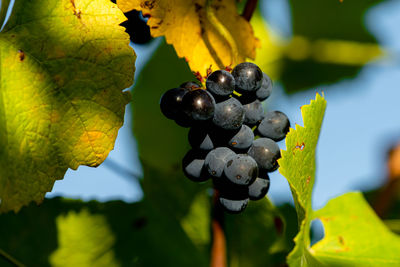 Close-up of grapes growing in vineyard