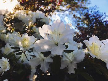 Close-up of flowers