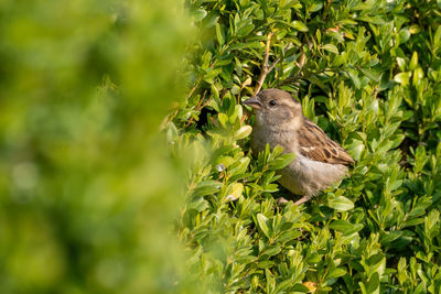 Close-up of bird perching on tree