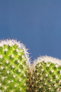 Close up of round prickly cactus plant showing detail of thorns on a blue background with copy space