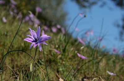 Close-up of purple flowering plant on field