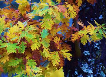 Close-up of autumn leaves