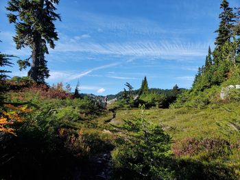 Plants growing on land against sky