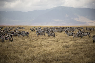 Flock of zebras on landscape against sky