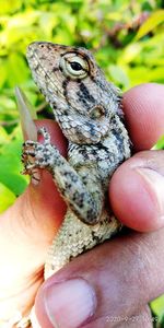 Close-up of hand holding leaf