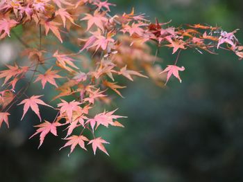 Close-up of maple leaves