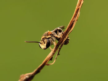 Close-up of insect on twig