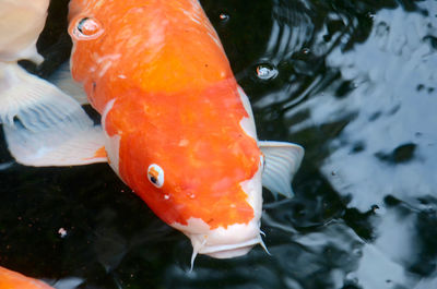 Close-up of koi fish in water