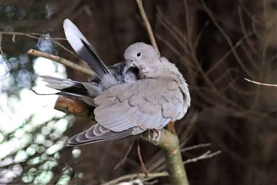 Close-up of birds perching on branch