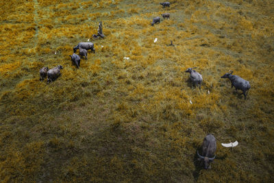 Aerial shot of a buffalo and birds at wild by drone