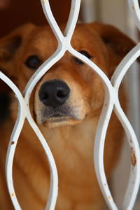 Close-up of dog looking through metal fence