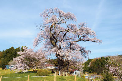 Cherry blossom tree on field against sky