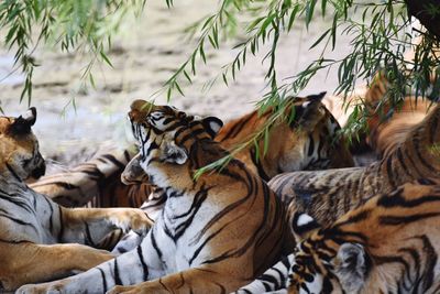 Tigers relaxing on field under tree