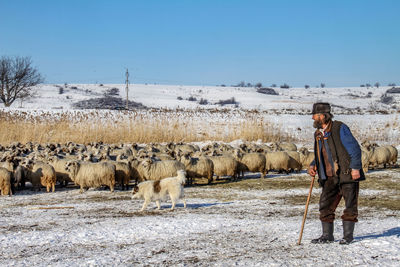 Full length of man with sheep standing on field against clear sky