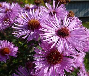 Close-up of purple flowers blooming outdoors