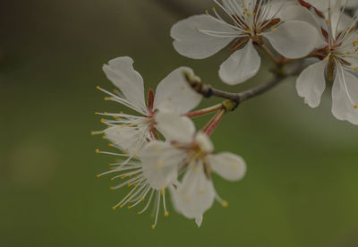 Close-up of white flowers