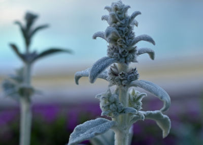 Close-up of plant against blurred background