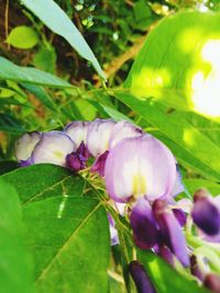 Close-up of berries growing on plant