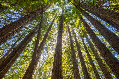 Low angle view of pine trees in forest