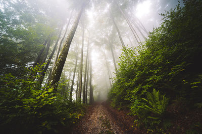 Low angle view of trees in forest
