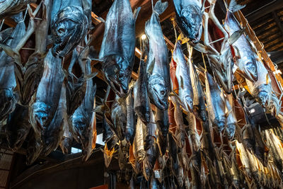 Low angle view of fish for sale at market