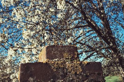 Low angle view of tree against sky
