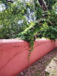 Close-up of ivy growing on wall